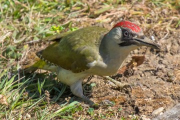 Green Woodpecker