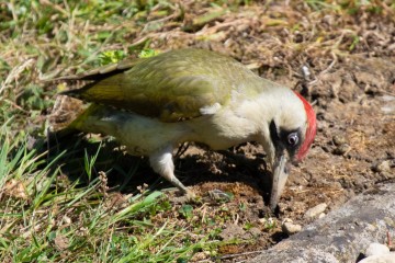 Green Woodpecker