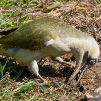 Green Woodpecker