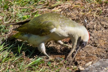 Green Woodpecker