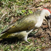 Green Woodpecker