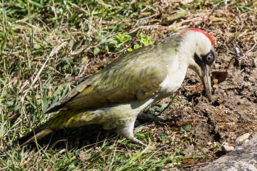 Green Woodpecker