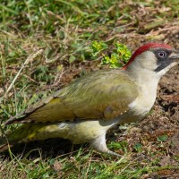 Green Woodpecker