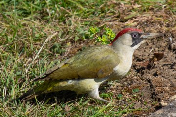 Green Woodpecker