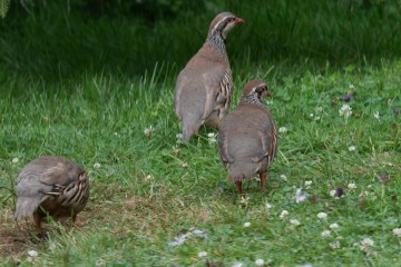 Partridge