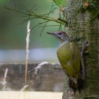 Green Woodpecker