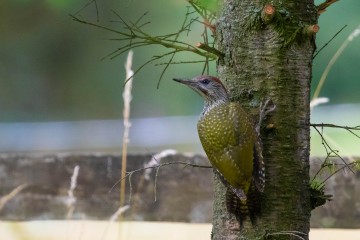 Green Woodpecker