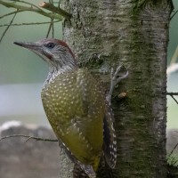 Green Woodpecker