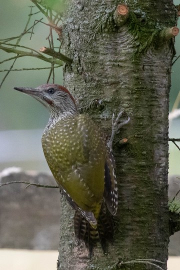 Green Woodpecker