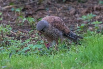 Kestrel