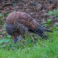 Kestrel