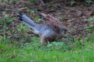 Kestrel