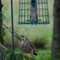 Kestrel