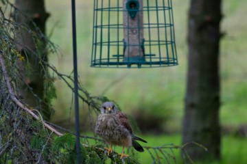 Kestrel