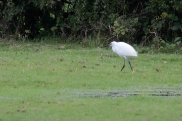 Little Egret