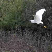 Little Egret