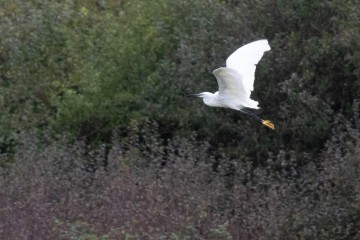 Little Egret