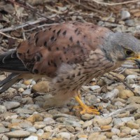 Kestrel