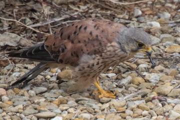 Kestrel