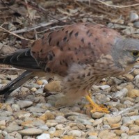 Kestrel