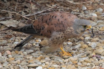 Kestrel