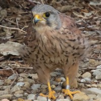 Kestrel