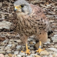 Kestrel