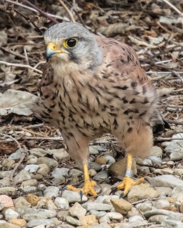 Kestrel