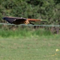 Red Kite