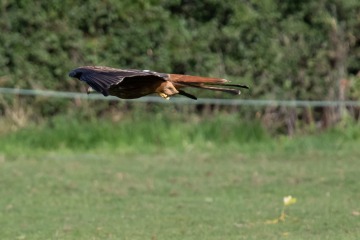 Red Kite