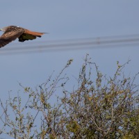 Red Kite