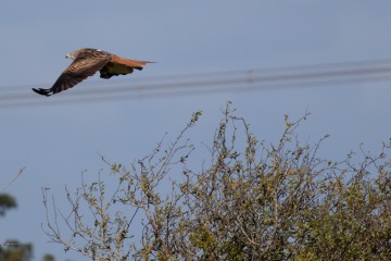 Red Kite