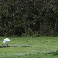 Little Egret