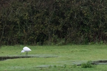 Little Egret