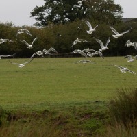 Gulls