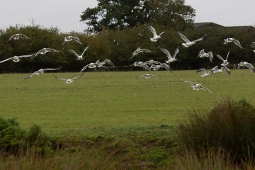 Gulls