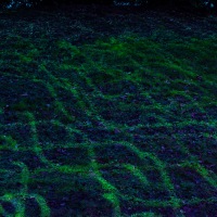 Waddesdon Manor Christmas Lights