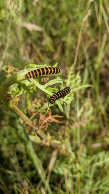 Catapillars