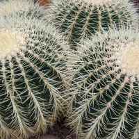 Leicester University Botanic Garden