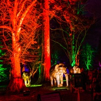 Waddesdon Manor Christmas Lights