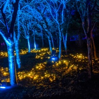 Waddesdon Manor Christmas Lights