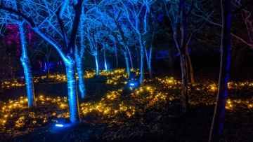 Waddesdon Manor Christmas Lights