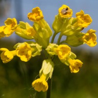 Garden wild flowers