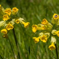 Garden wild flowers