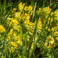 Garden wild flowers