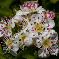 Garden wild flowers