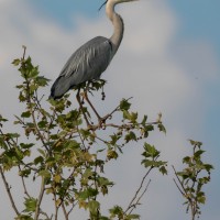 Heron