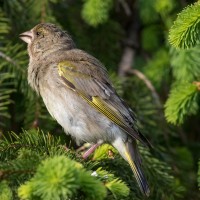 Young Greenfinch