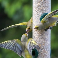 Greenfinch on the feeder