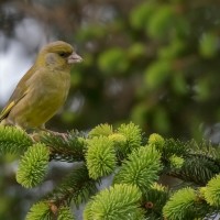 Greenfinch